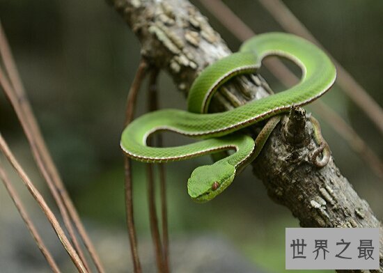 竹叶青蛇最怕雄黄酒，和白娘子传奇里面的白蛇一样哦