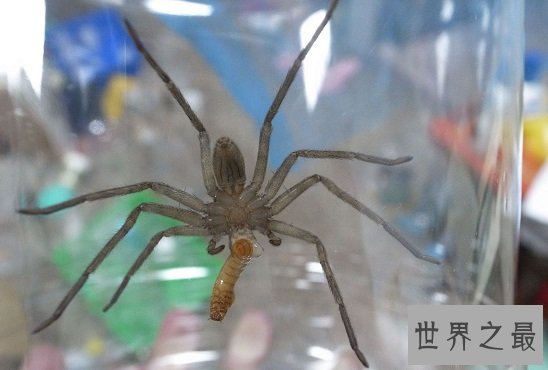 室内最大白额高脚蛛，团灭蟑螂小能手