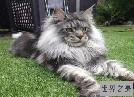 体型最大的猫——缅因猫，身长1.2米（被称为“温柔的巨人”）