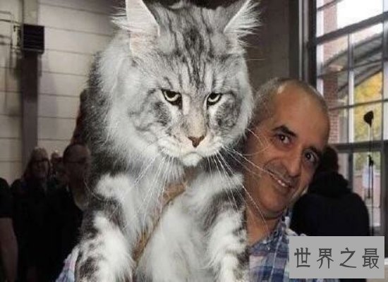 体型最大的猫——缅因猫，身长1.2米（被称为“温柔的巨人”）