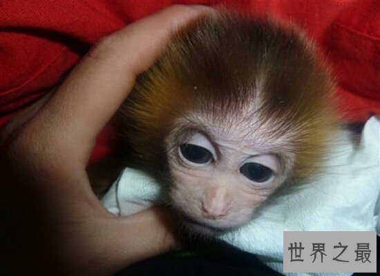 揭秘日本袖珍石猴的生长  并不是真的永远也养不大