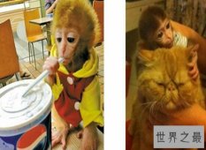 揭秘日本袖珍石猴的生长  并不是真的永远也养不大