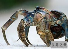 盘点世界上最奇怪的动物 他们竟有自己的“超能力”