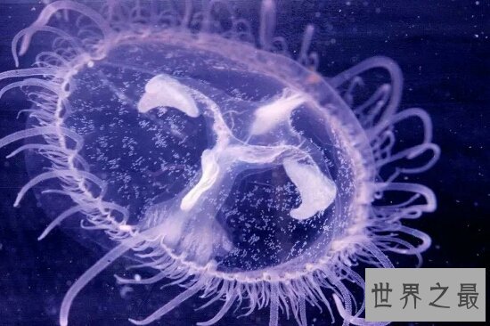 桃花水母不仅颜值高 价值也不比大熊猫差