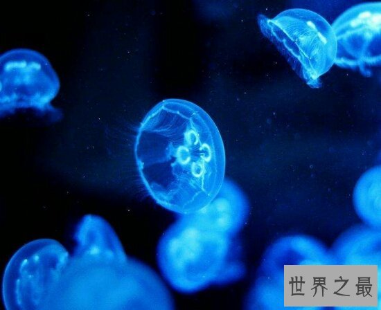 桃花水母不仅颜值高 价值也不比大熊猫差