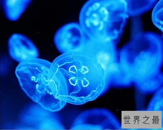 桃花水母不仅颜值高 价值也不比大熊猫差