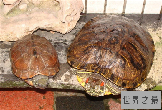 梦见乌龟是什么意思 不同的梦境代表不同的含义