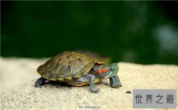 梦见乌龟是什么意思 不同的梦境代表不同的含义