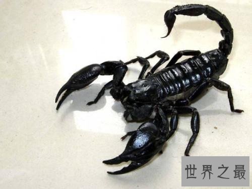 五毒是哪五毒 都是生活中常见的五种爬行动物