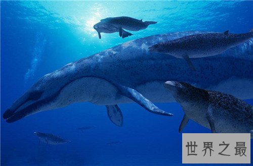 龙王鲸是如何灭绝的 曾是海陆大型爬行动物