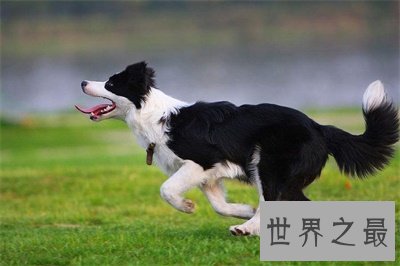 最聪明的狗竟然这么可爱 想要养一只了