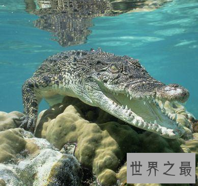 以战争吃掉日本人出名 最大的鳄鱼已濒临灭亡