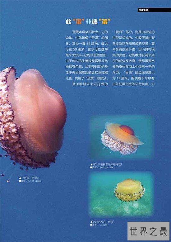 蛋黄水母像一颗水中荷包蛋 属于海洋罕见生物品种