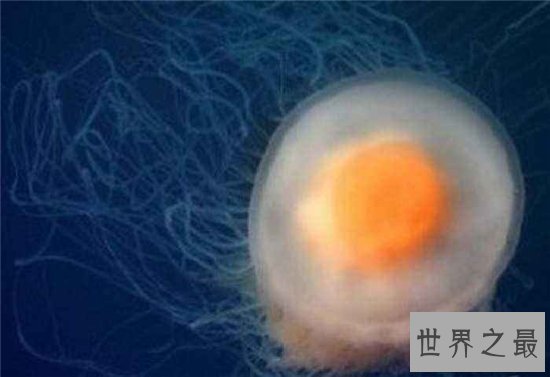 蛋黄水母像一颗水中荷包蛋 属于海洋罕见生物品种
