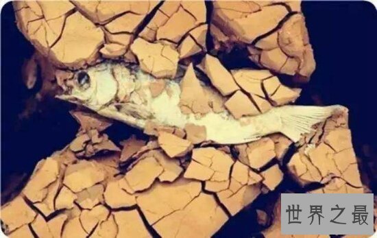 世界上最神奇的杜兹肺鱼 被烈日暴晒4年不死的鱼