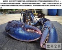 蓝龙虾你肯定听都没听说过 能吃得起我就认你做大哥