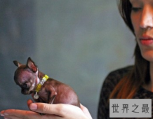 世界最小狗，因为嘴巴太小无法吃到母亲的乳汁