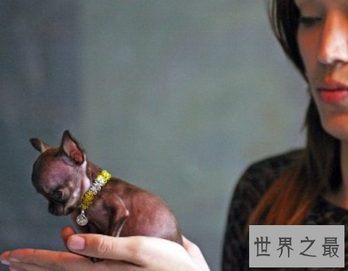 世界最小狗，因为嘴巴太小无法吃到母亲的乳汁