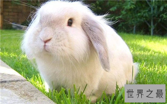 安哥拉兔成为最新网红神兽 品类繁多很适合家养