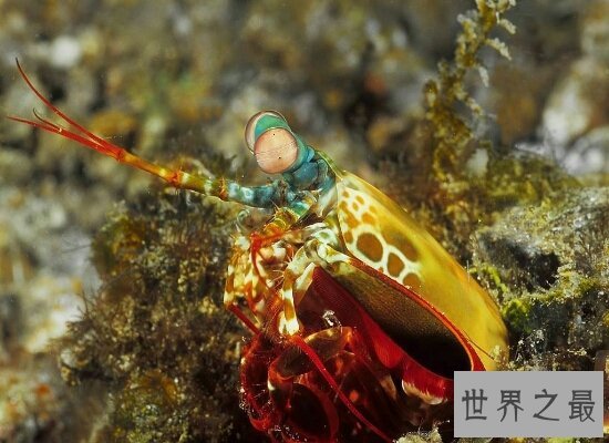 外表十分漂亮的的雀尾螳螂虾却十分凶猛 轻轻松松就能搞掉一只螃蟹