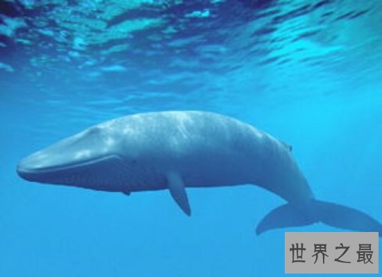 鲸的种类有很多，简直就是海洋里的“大哥大”