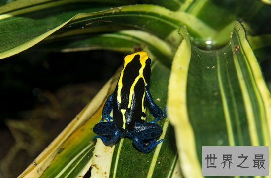 十大世界上最毒的动物 第一竟然长得这么萌 