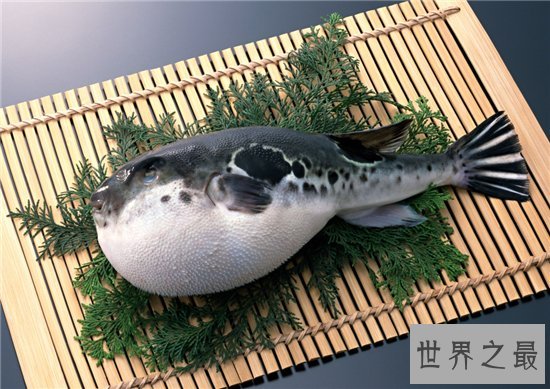 十大世界上最毒的动物 第一竟然长得这么萌 