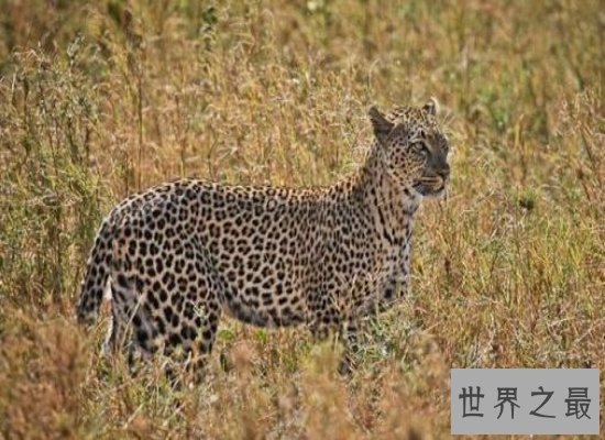桑给巴尔豹濒临灭绝，曾被人们传说为妖怪！