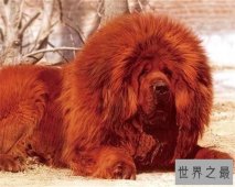 纯红藏獒身家千万 不光吃鸡肉牛肉还吃海参鲍鱼