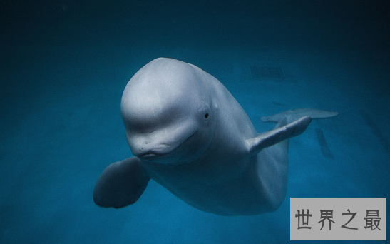 世界上最可爱的动物 每一种都融化你的心！