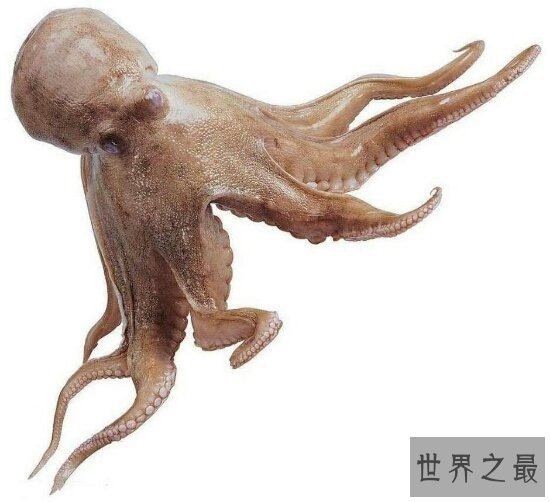 世界十大毒王，只要是有毒的地方眼镜王蛇就来串场