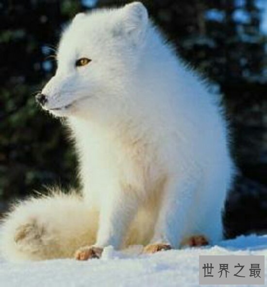 世界十大濒危动物，再不看一辈子都看不到了