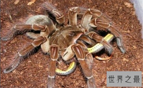 世界上最大的蜘蛛，身长4米的蟹蛛(身上并没有毒)