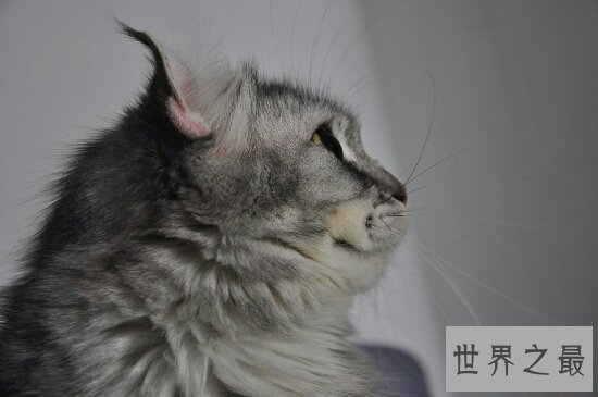 最可爱的宠物猫品种波斯猫，撒娇的本领比你女朋友还厉害