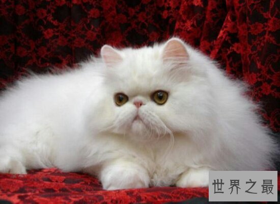盘点世界上最珍贵的猫的品种  加拿大无毛猫天然萌最珍贵