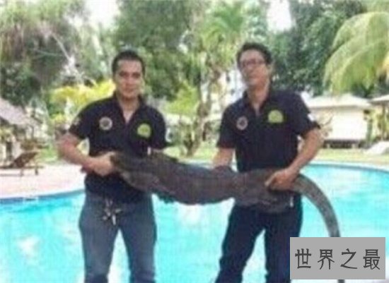 捕捉大壁虎被判刑 马来西亚曾发现2.3米大壁虎