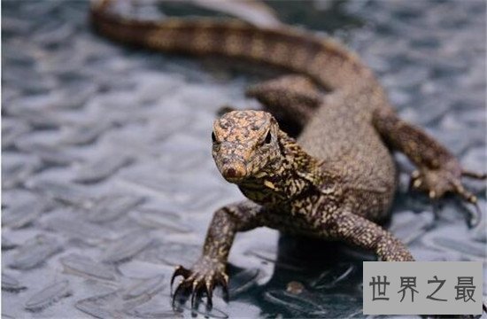 捕捉大壁虎被判刑 马来西亚曾发现2.3米大壁虎
