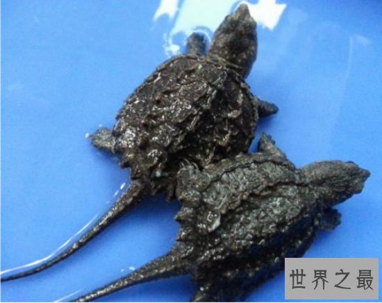 世界上最著名的鳄龟真鳄龟，不要随便饲养(会出人命)