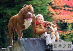 比特犬是一种非常凶猛的品种，让人又爱又恨