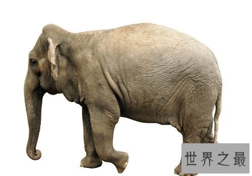 大象的寿命大约在80岁左右，跟人差不多