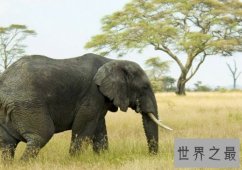 大象的寿命大约在80岁左右，跟人差不多