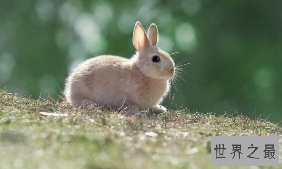 荷兰侏儒兔短耳朵的小绒球 蠢萌到哭的小家伙