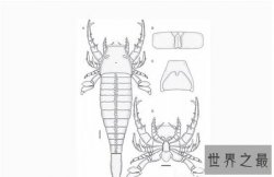 史前巨型昆虫盘点，你从未见过的巨大版本
