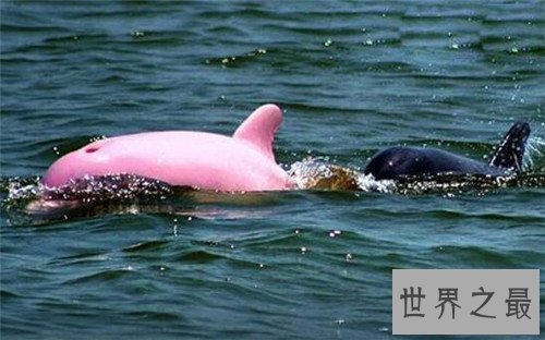 粉红瓶鼻海豚首次被发现 如今已划入保护动物