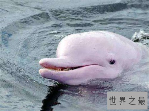 粉红瓶鼻海豚首次被发现 如今已划入保护动物