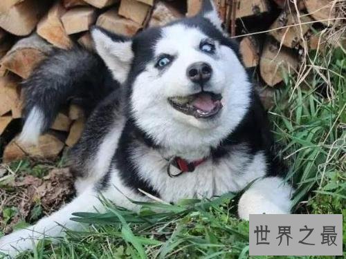 你以为雪橇三傻是拉雪橇的，不，他们是拆迁队