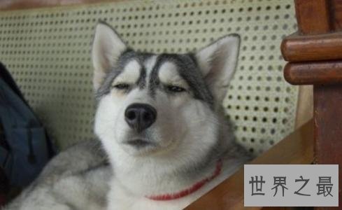 你以为雪橇三傻是拉雪橇的，不，他们是拆迁队