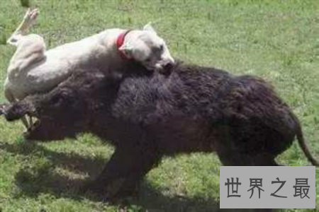 世界上最厉害的狗 美国的比特犬稳坐第一的宝座