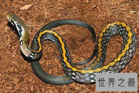 世界上都有什么动物冬眠呢 有什么规律吗