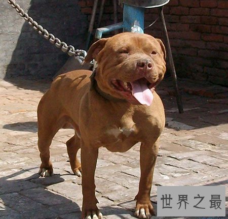 世界上最凶猛的狗 藏獒在它面前都是渣渣